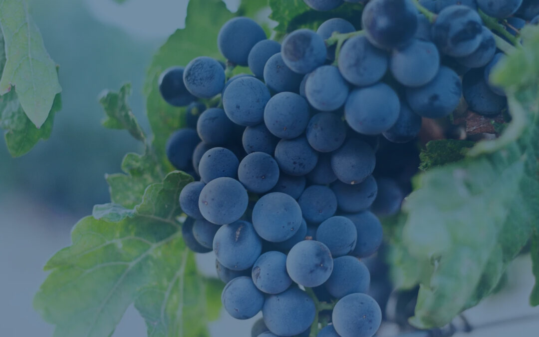 Be Fruitful, Not Busy