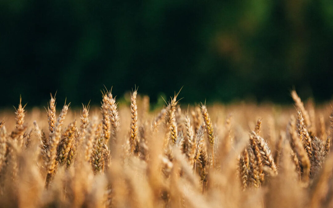 Producing Lasting Fruit