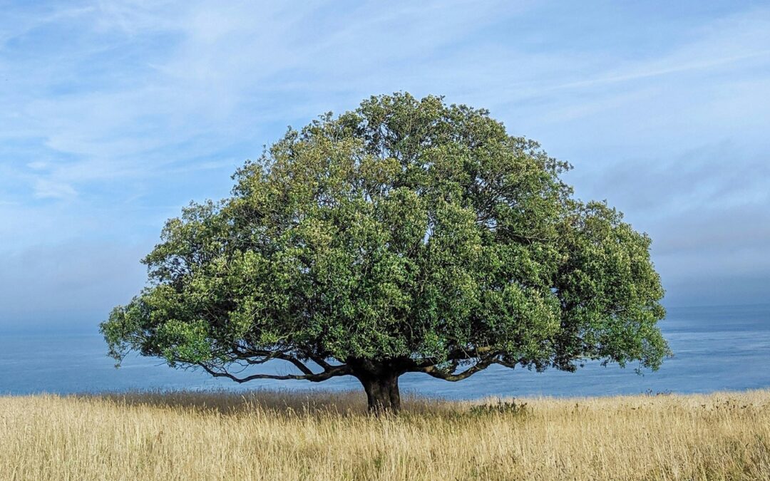 It’s Time To Grow – The Process of Sanctification