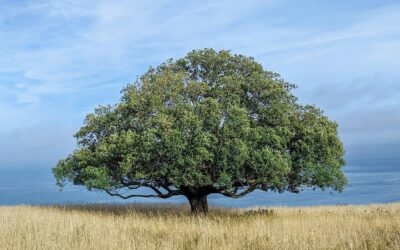 It’s Time To Grow – The Process of Sanctification